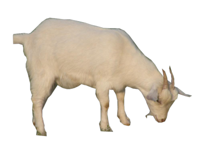 Goat Transparent PNG