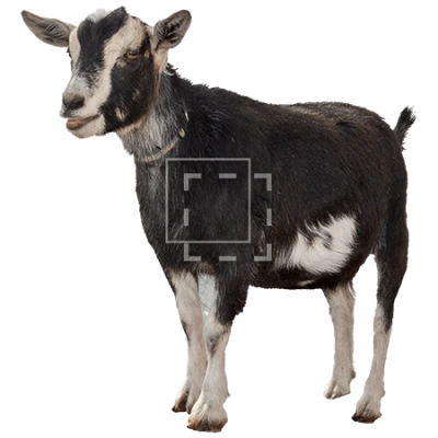 Farm Goat PNG