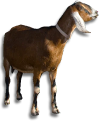 Farm Goat PNG