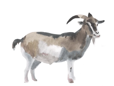 Farm Goat PNG