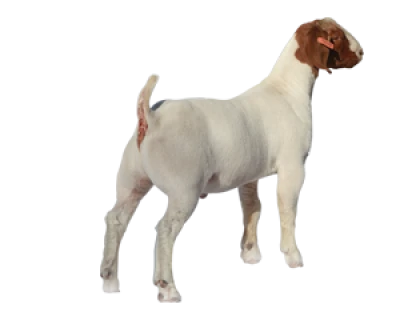 Farm Goat PNG