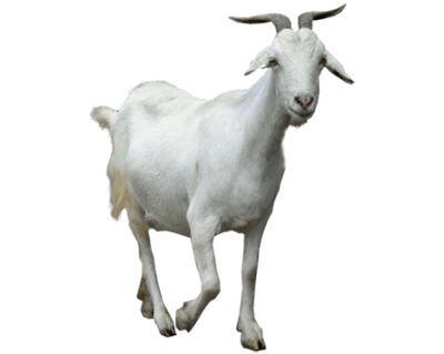 Farm Goat PNG