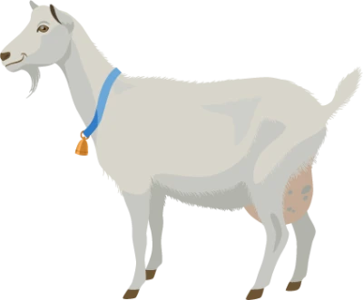 Farm Goat PNG