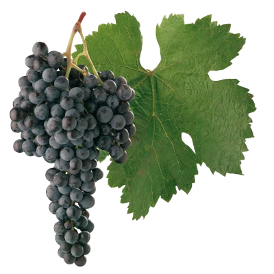Grapes Transparent PNG