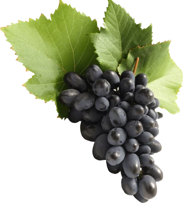 Grapes Transparent PNG