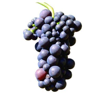 Fresh Grapes PNG