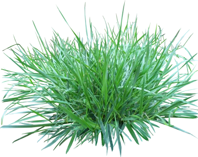 Grass Transparent PNG