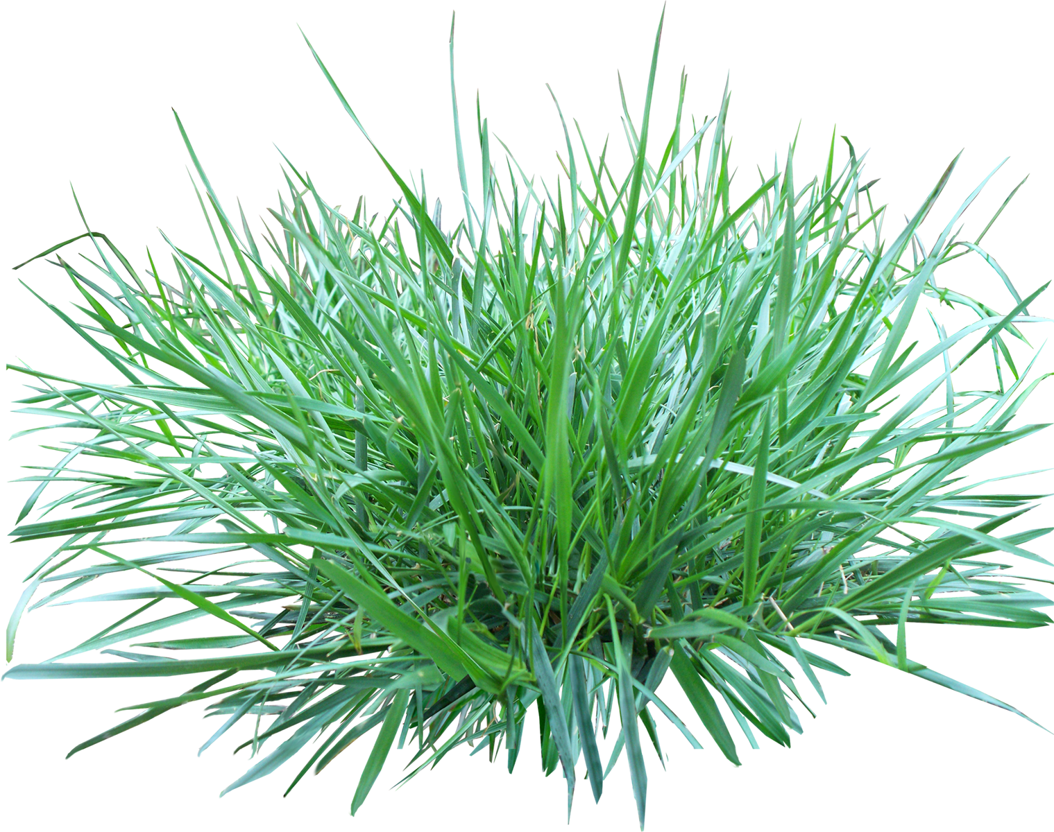 Grass Transparent PNG