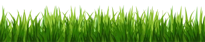 Grass Transparent PNG