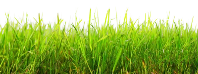Grass Transparent PNG