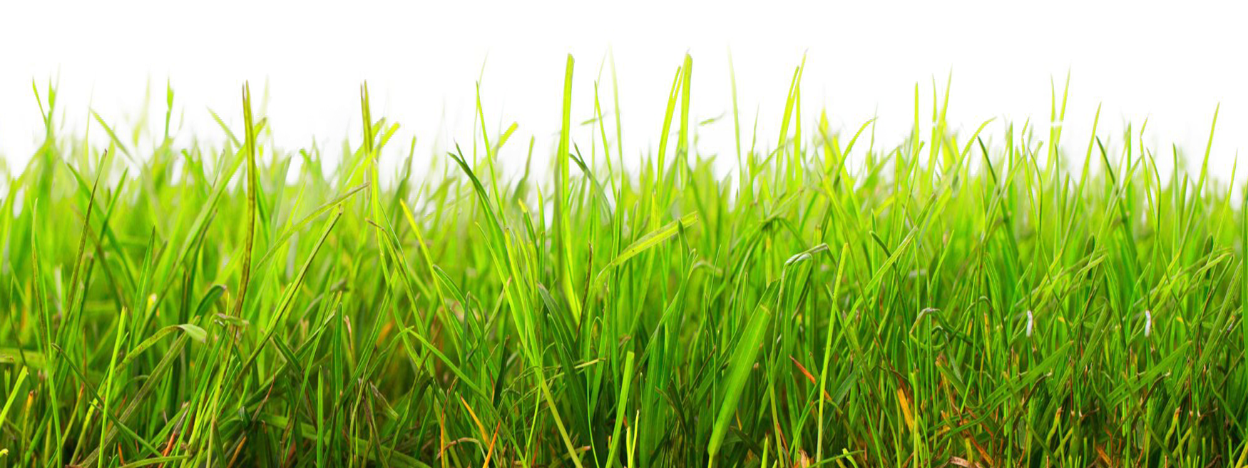 Grass Transparent PNG