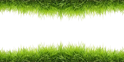 Grass Transparent PNG