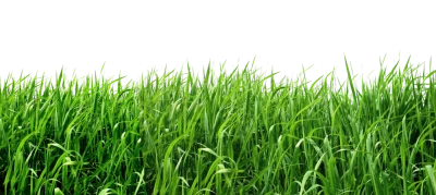 Grass Transparent PNG