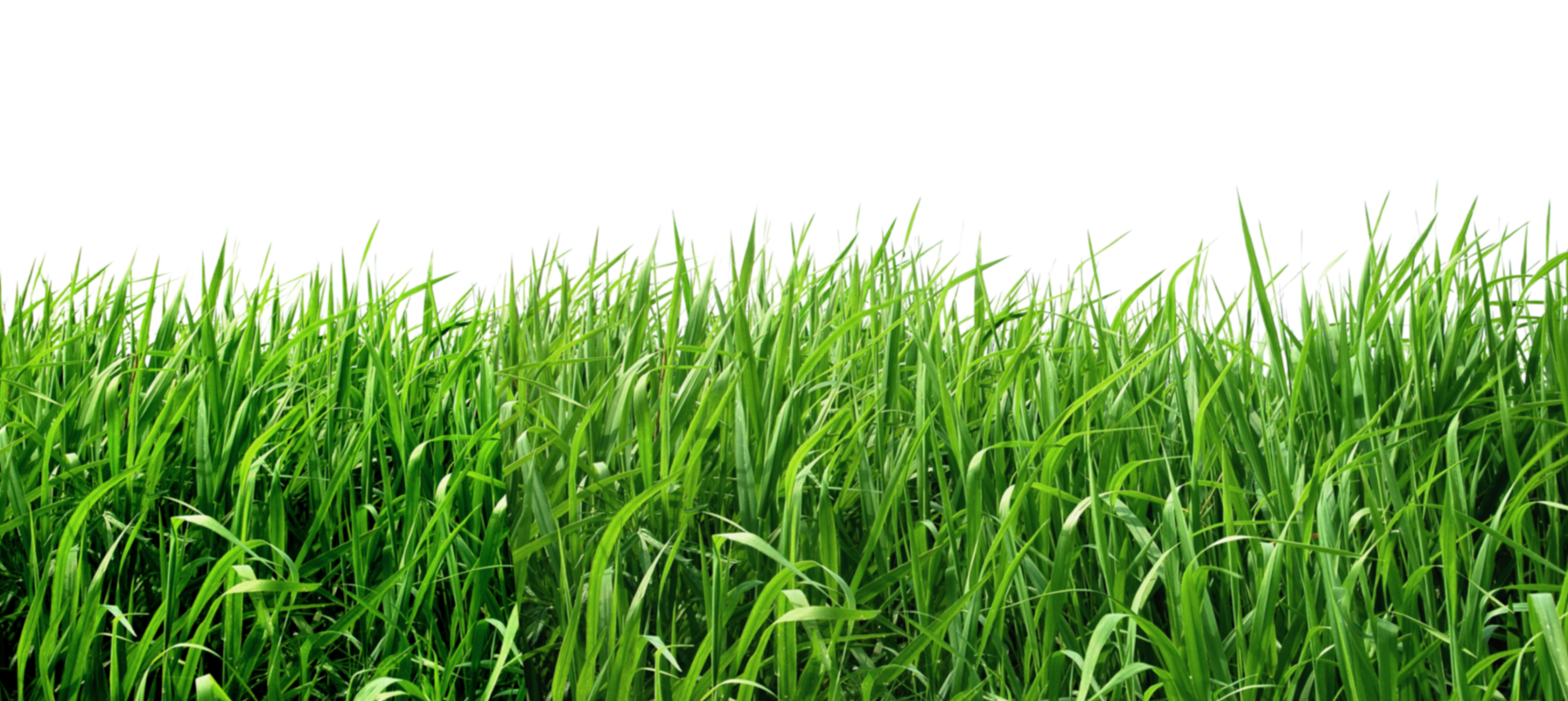 Grass Transparent PNG