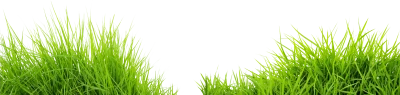 Grass Transparent PNG