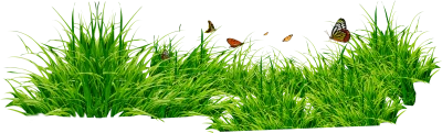 Grass Transparent PNG
