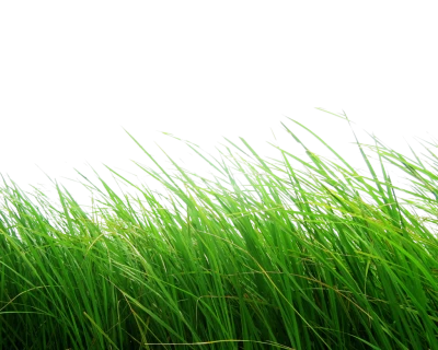 Grass Transparent PNG