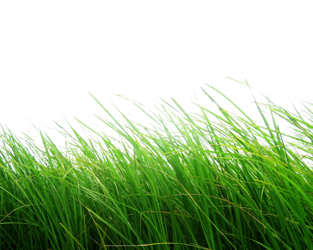 Grass Transparent PNG