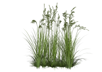 Green Grass PNG