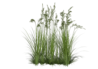 Green Grass PNG