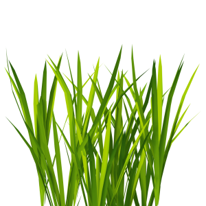 Green Grass PNG
