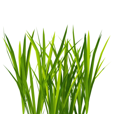 Green Grass PNG