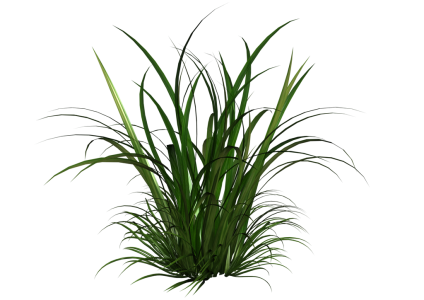 Green Grass PNG
