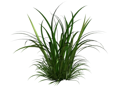 Green Grass PNG