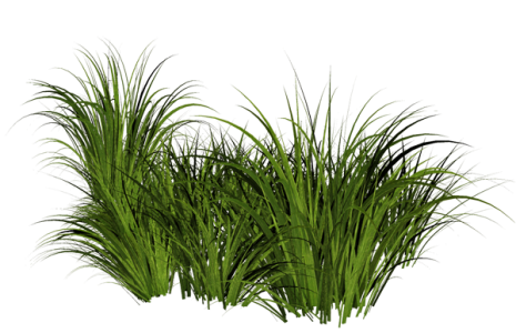 Green Grass PNG