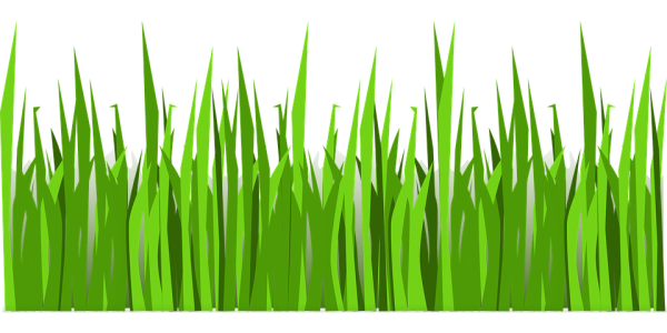 Green Grass PNG