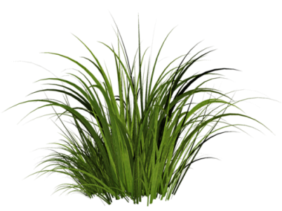 Green Grass PNG