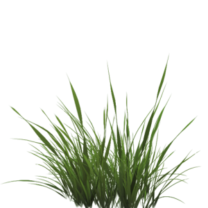 Green Grass PNG