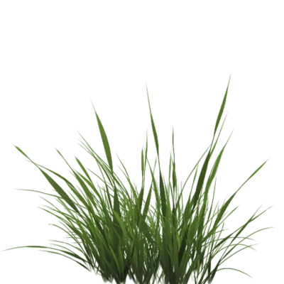 Green Grass PNG