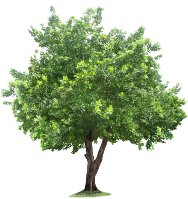 Tree Root, tree, leaf, tree Branch PNG Image File Free Download – Clickpng
