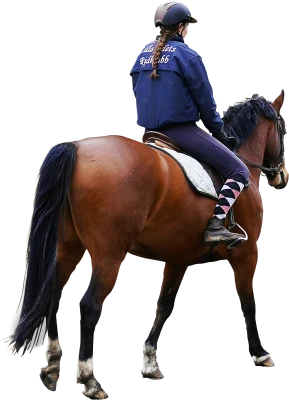 Horse PNG Transparent Image