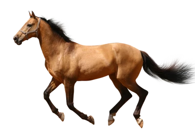 Horse PNG Transparent Image