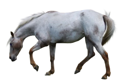 Horse PNG Transparent Image