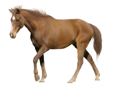 Horse PNG Transparent Image