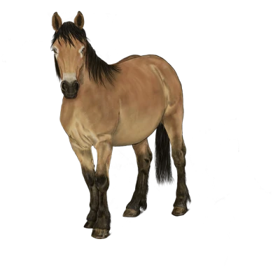Realistic Horse PNG Download