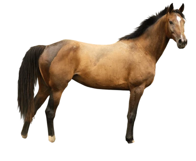 Realistic Horse PNG Download