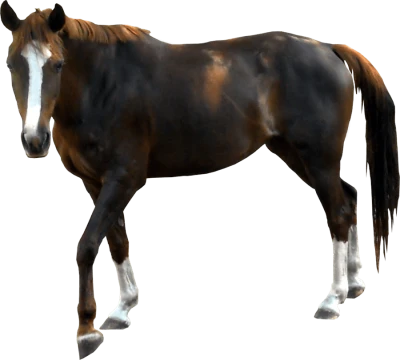Realistic Horse PNG Download