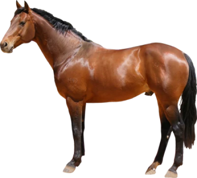 Realistic Horse PNG Download