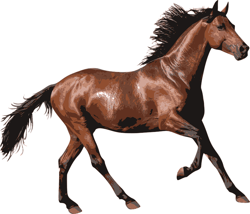 Realistic Horse PNG Download