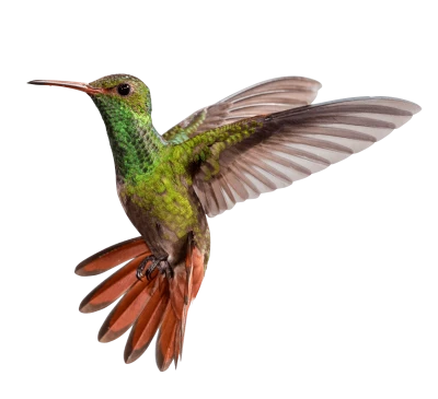 Hummingbird PNG