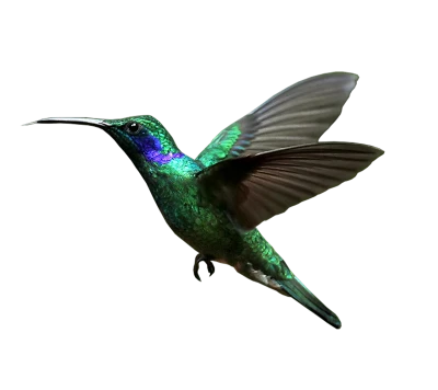 Hummingbird PNG