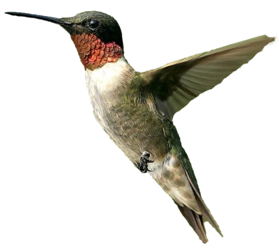 Hummingbird PNG