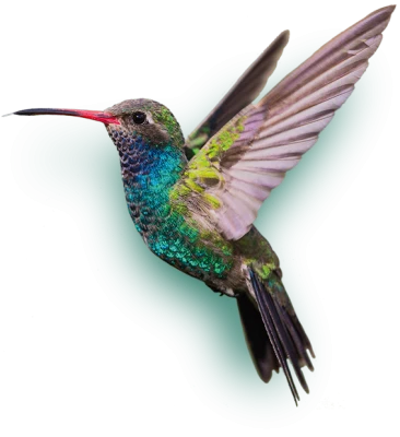 Hummingbird PNG