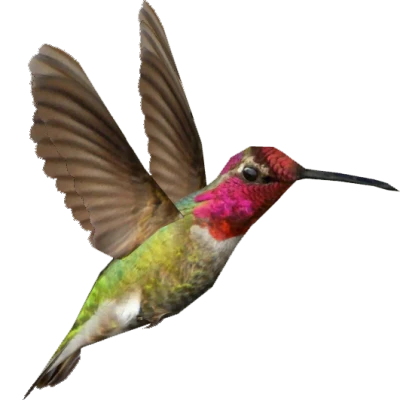 Colorful Bird Transparent Image