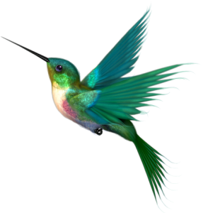 Colorful Bird Transparent Image 9