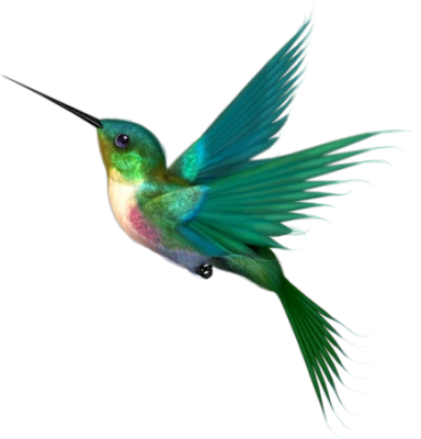 Colorful Bird Transparent Image